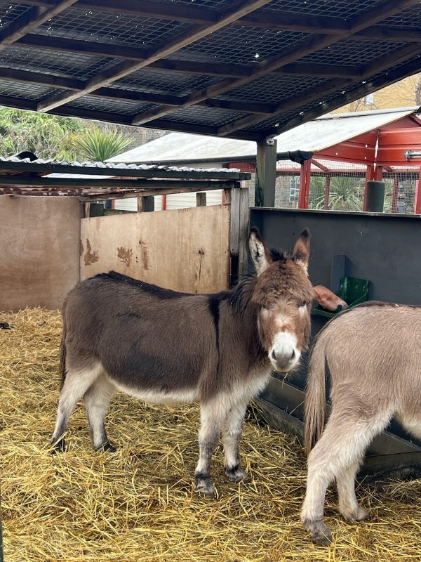 Spitalfields City Farm