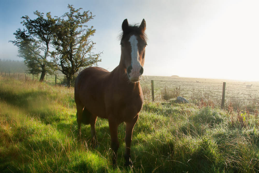 Springhill Farm Riding Stables