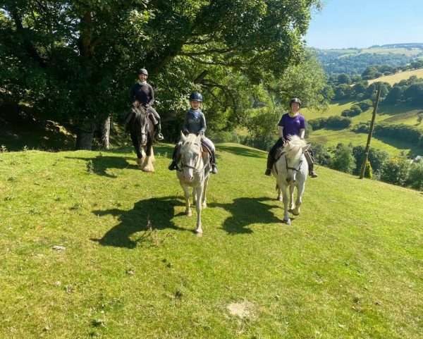 Springhill Farm Riding Stables