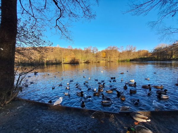 St Ives Estate Country Park