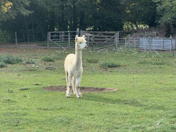 Standalone Farm