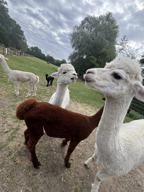 Stantons Farm
