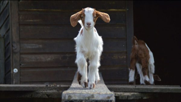 Stepney City Farm