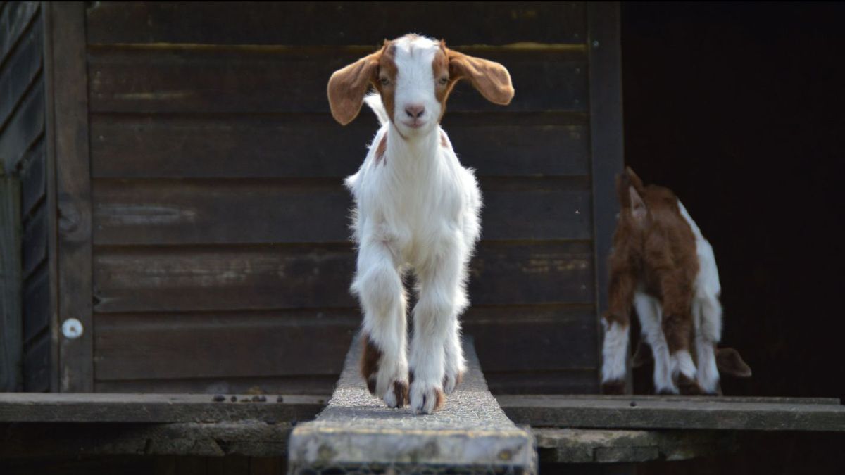 Stepney City Farm