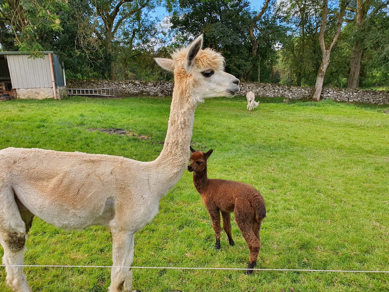 Stonehall Visitor Farm and Wildlife Park