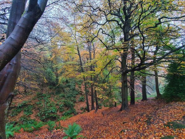 Stormont Park
