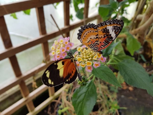 Stratford Butterfly Farm