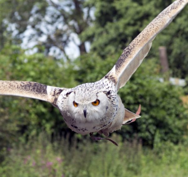 Suffolk Owl Sanctuary