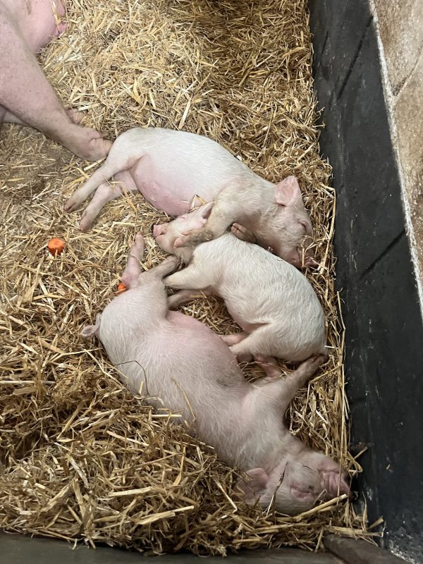 Swithens Farm Leeds