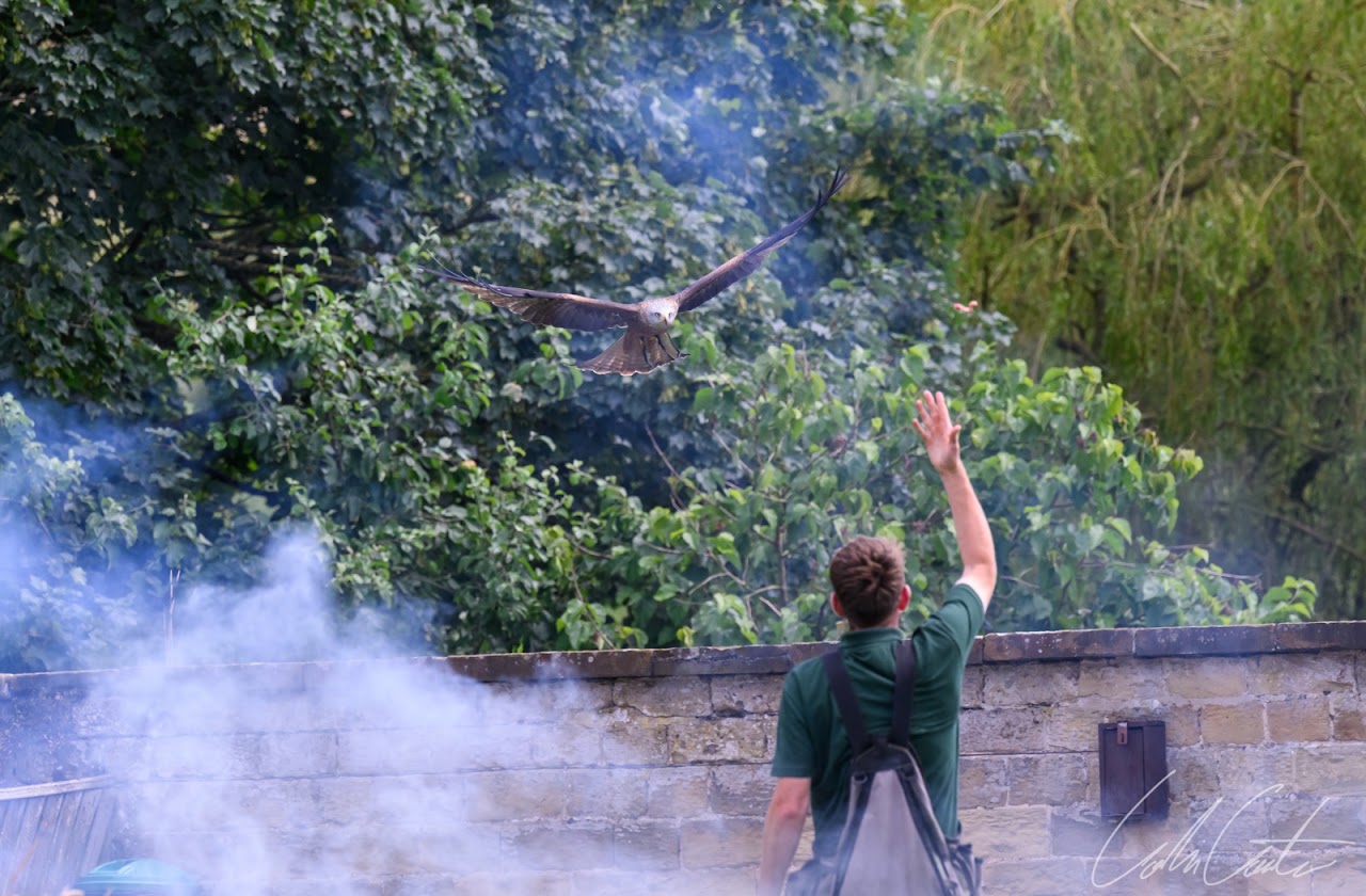 Talon Falconry