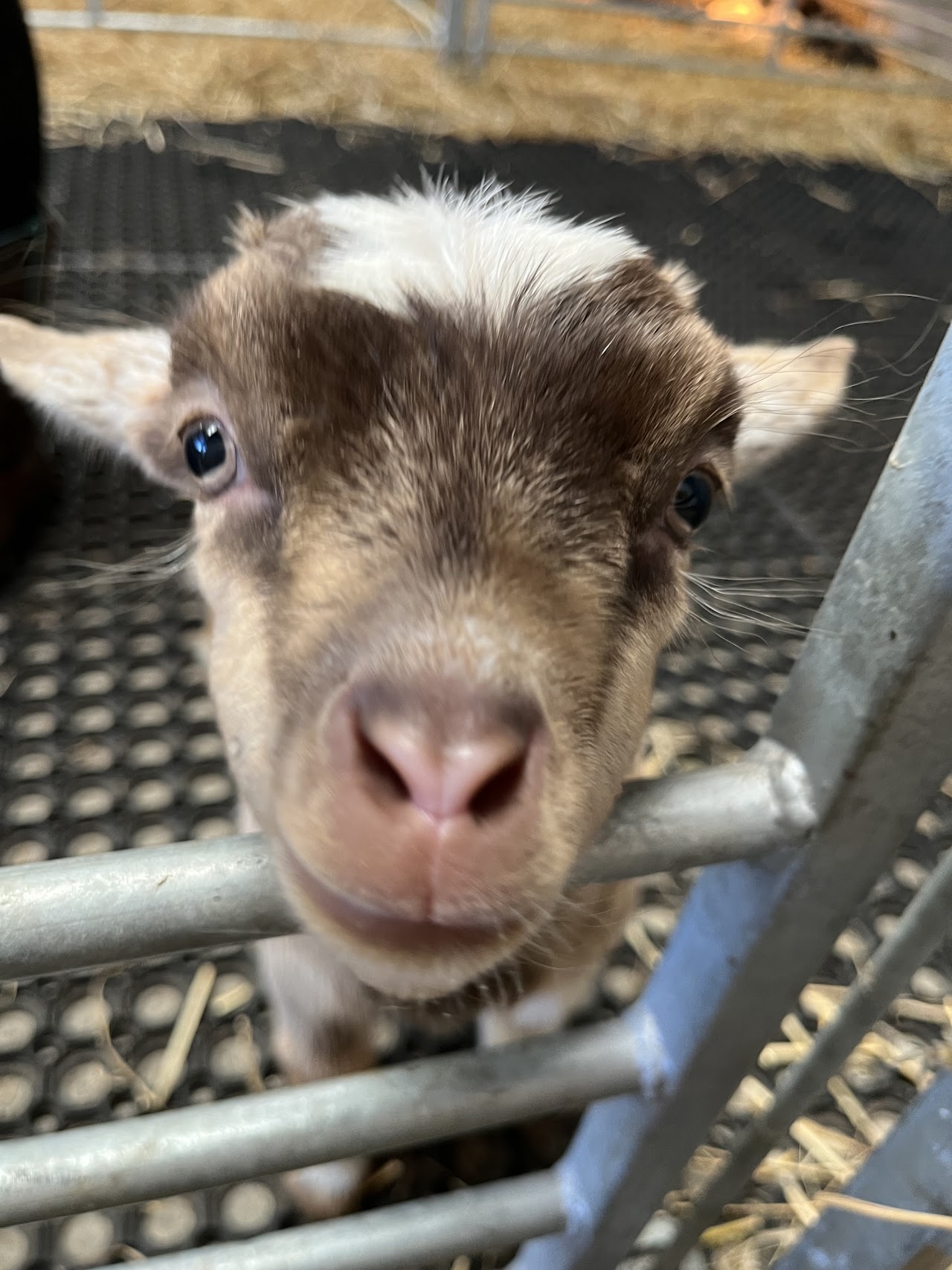 Tamala Farm Experience