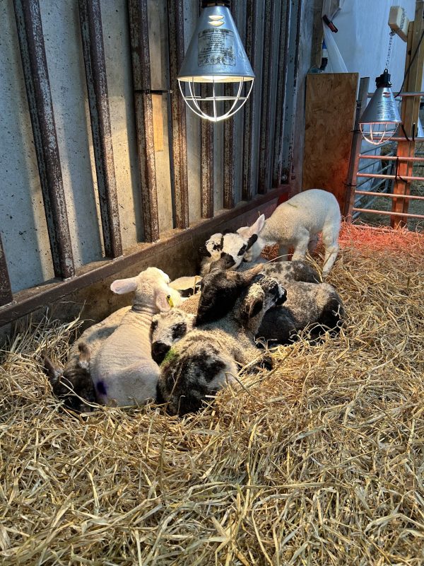 Tamala Farm Experience