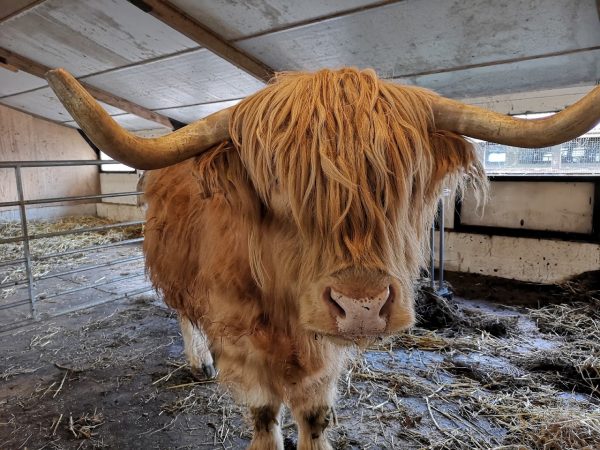 Tattershall Farm Park