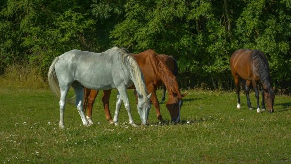 The Ayrshire Equitation Centre