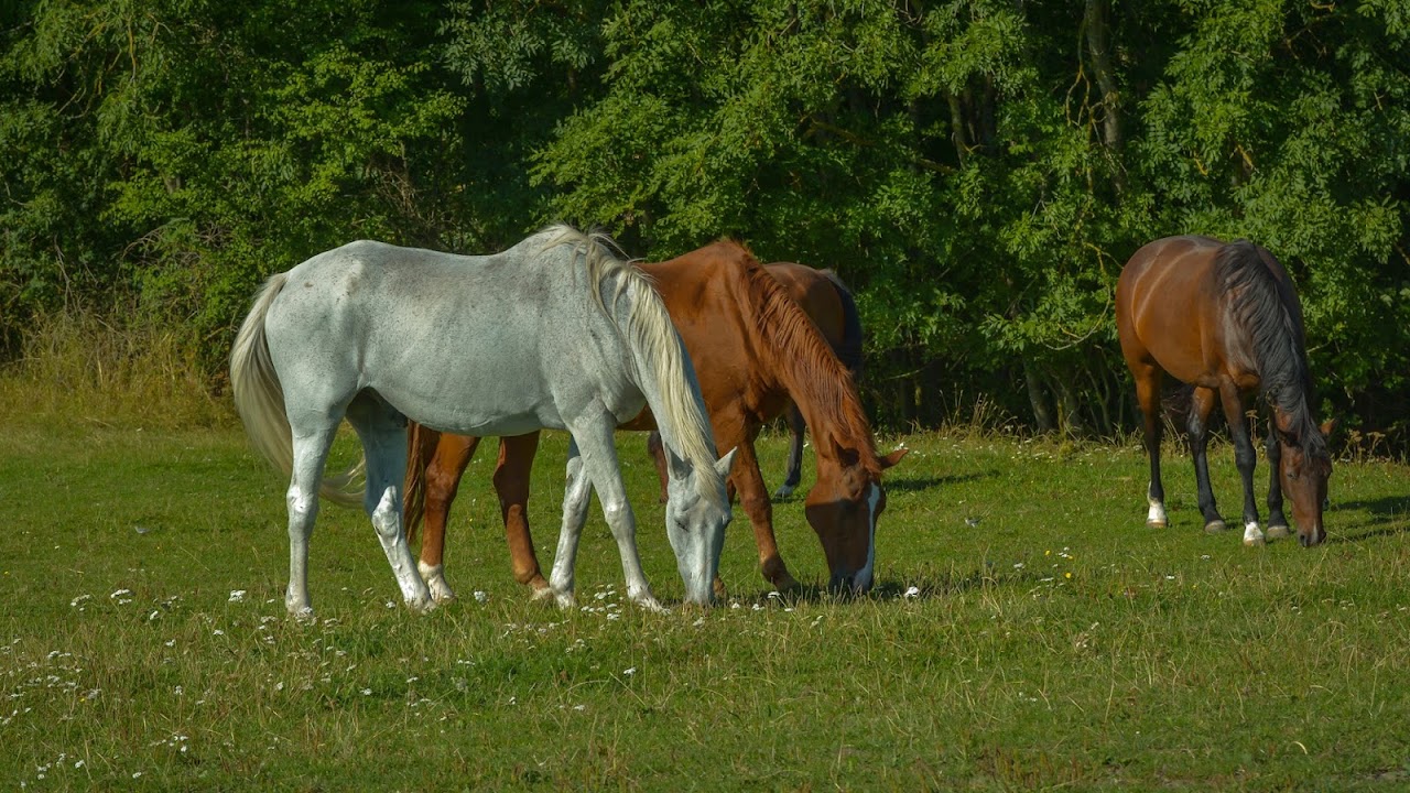 The Ayrshire Equitation Centre