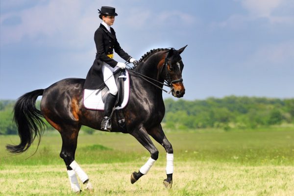 The Ayrshire Equitation Centre