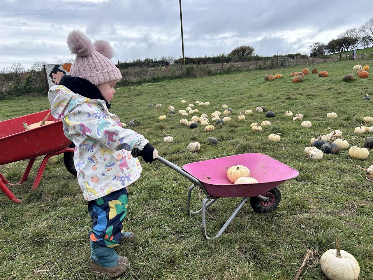 The Black Cat Pumpkin Patch