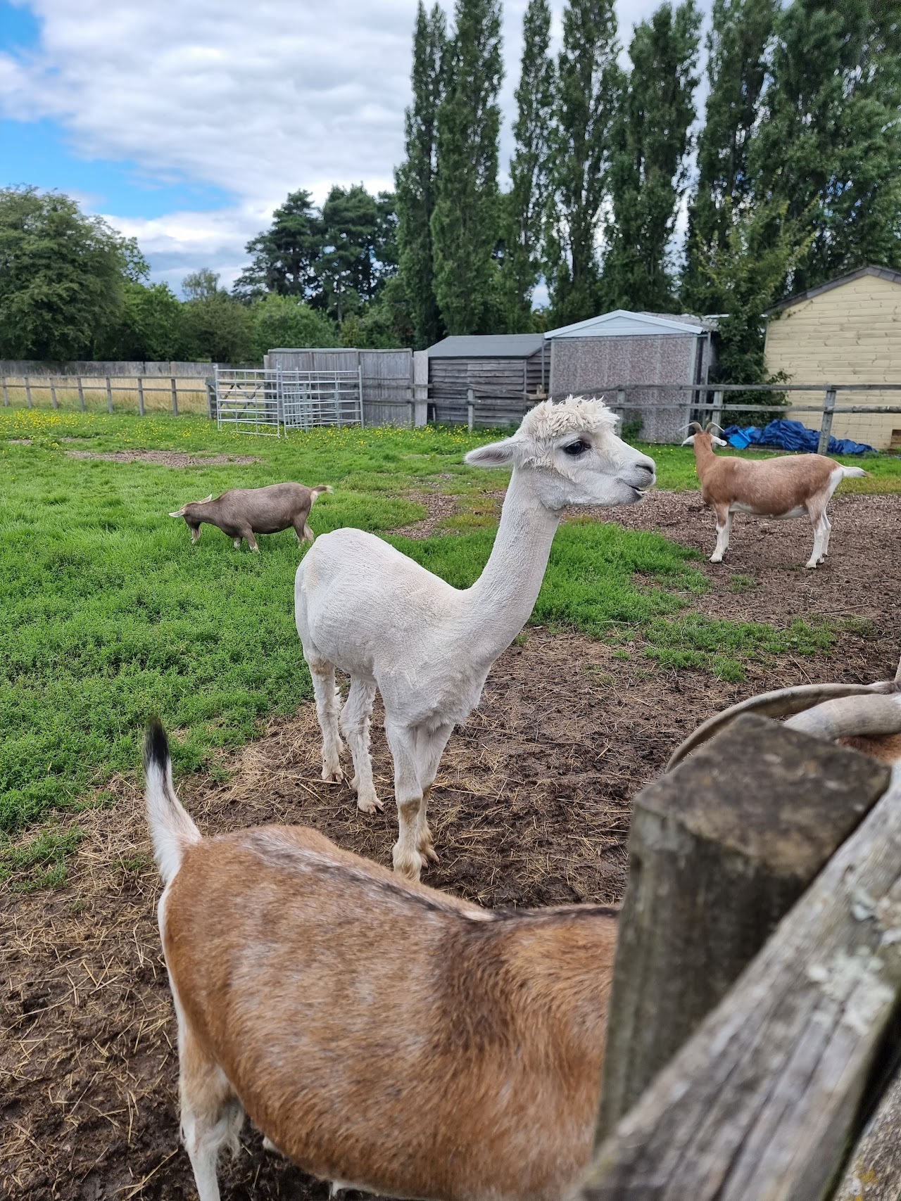 The Bucks Goat Centre