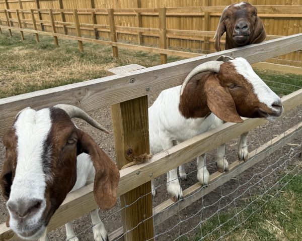 The Bucks Goat Centre