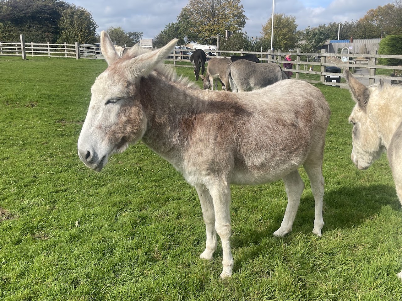 The Donkey Sanctuary