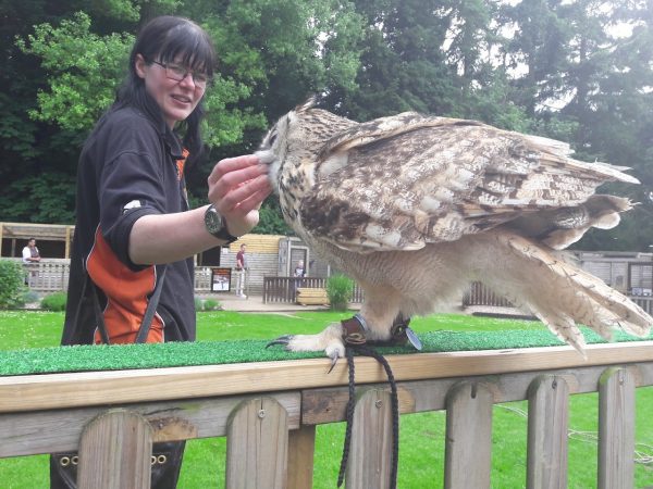 The Falconry Centre