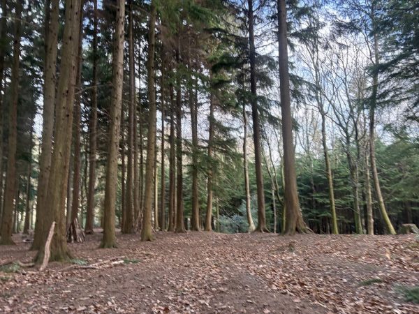 The Forest of Bere