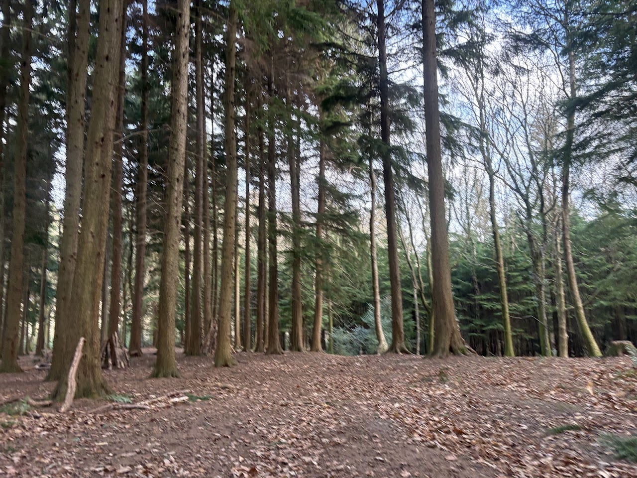 The Forest of Bere