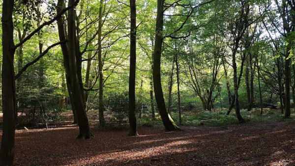 The Forest of Bere