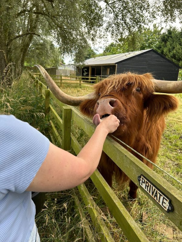 The Ginger Cow Company