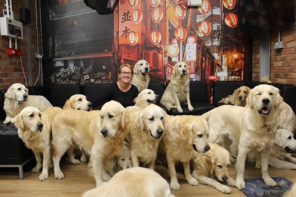 The Golden Retriever Experience