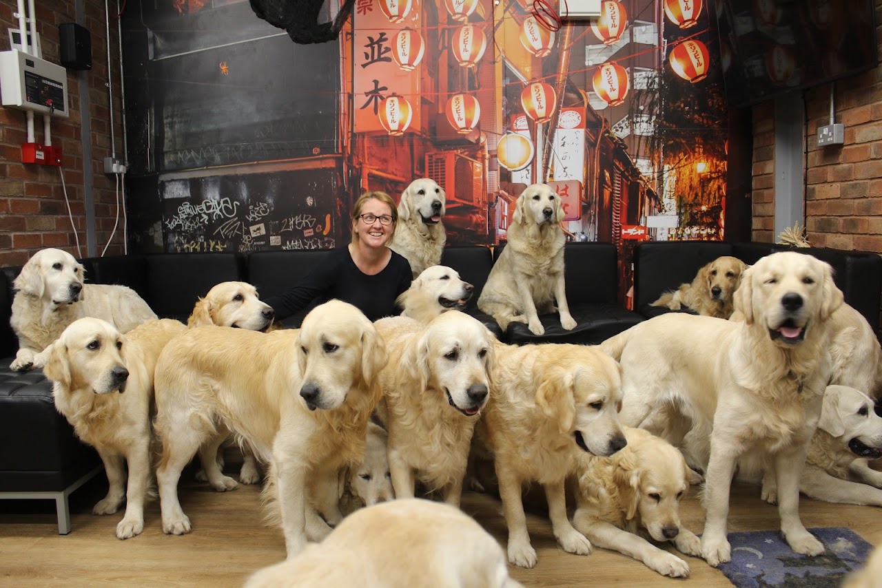The Golden Retriever Experience