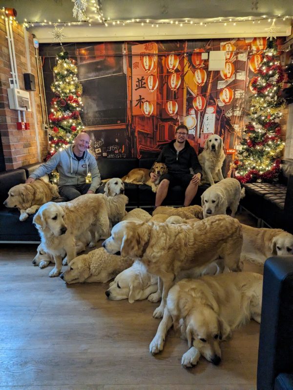 The Golden Retriever Experience