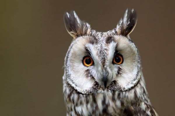 The Kent Owl Academy
