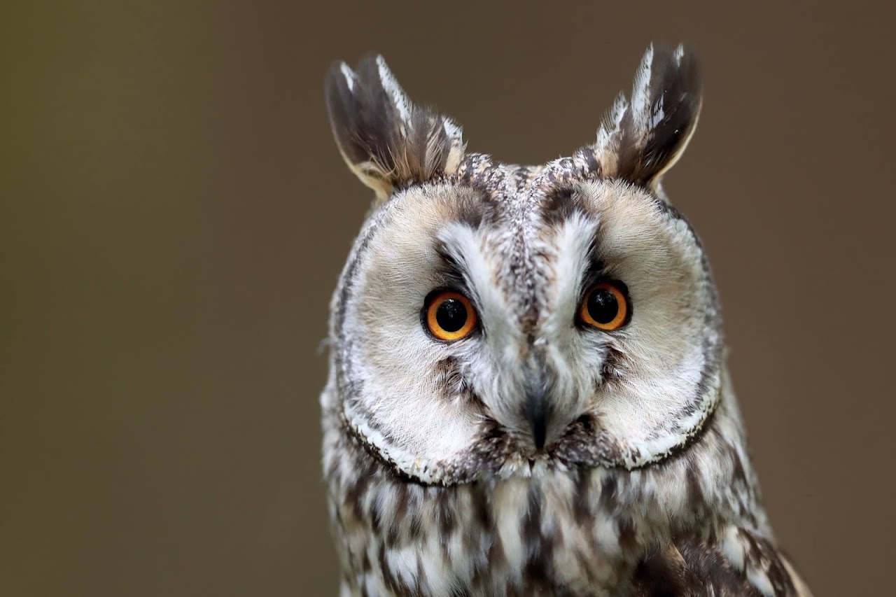 The Kent Owl Academy