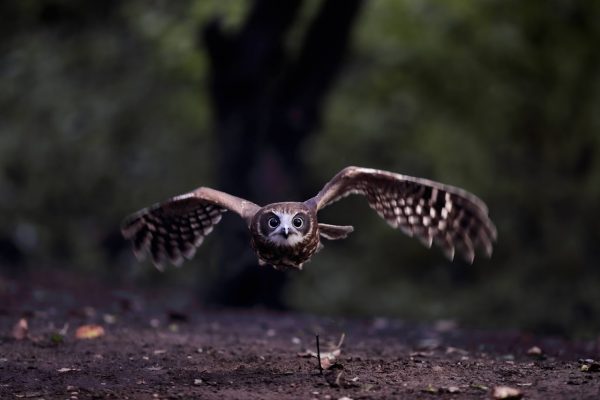 The Kent Owl Academy