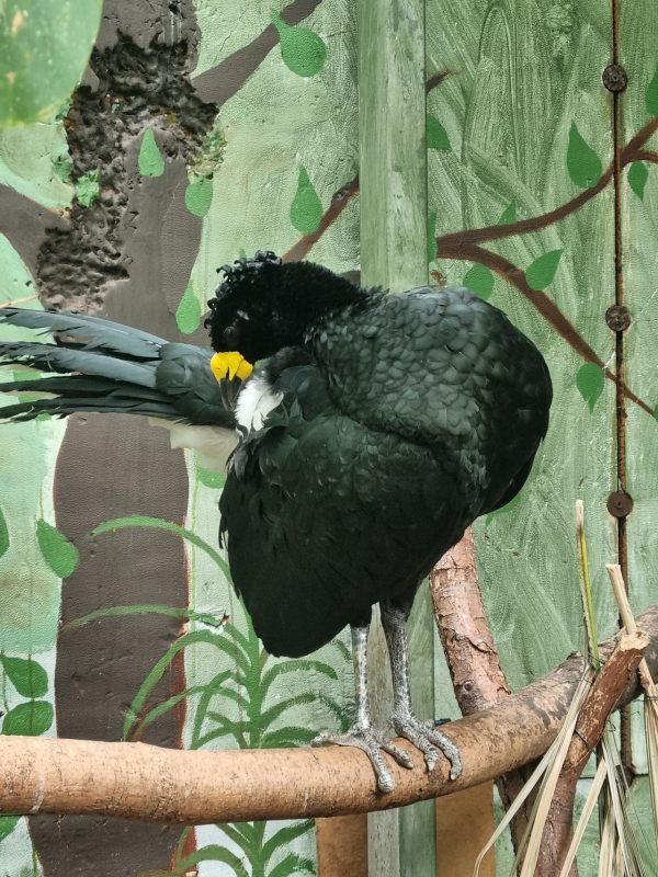 The Living Rainforest