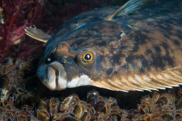 The Living Seas Centre