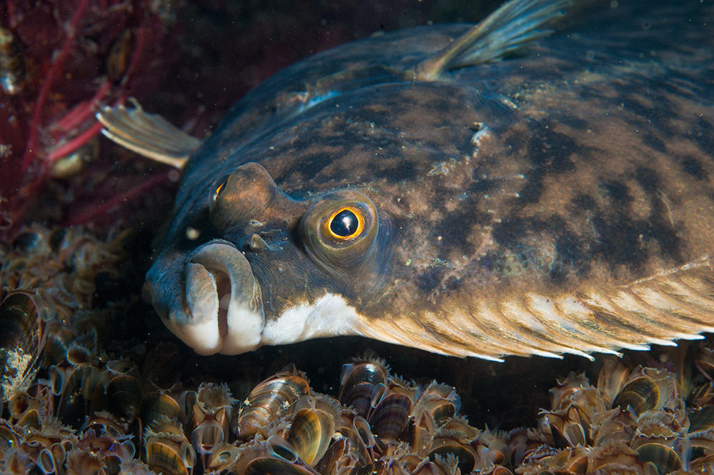 The Living Seas Centre