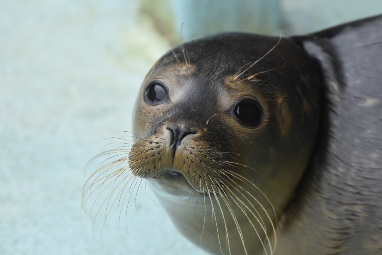The Mablethorpe Seal Sanctuary