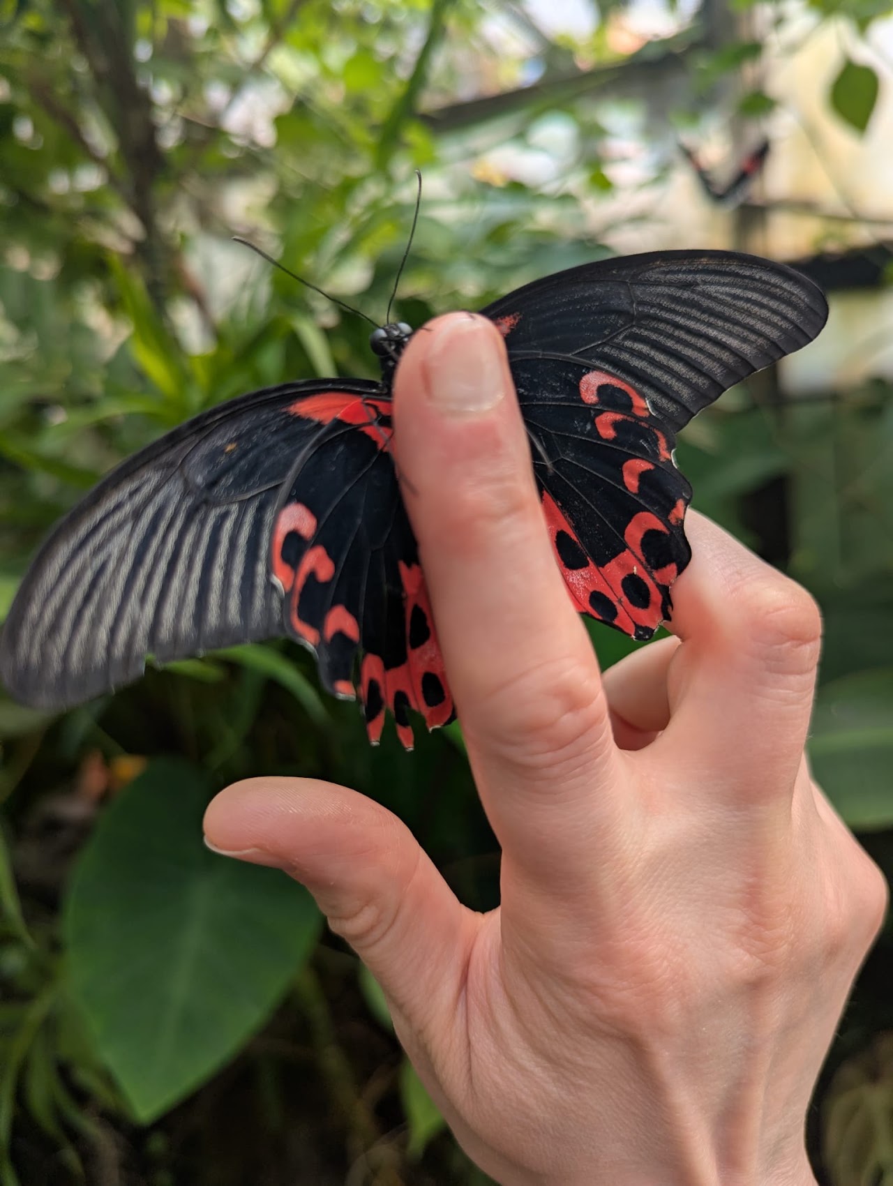 The Magic of Life Butterfly House