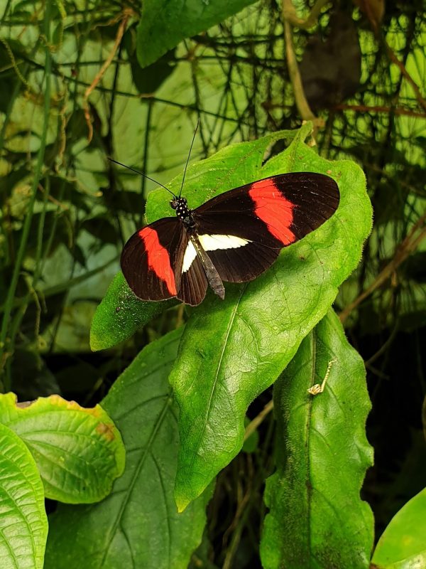 The Magic of Life Butterfly House