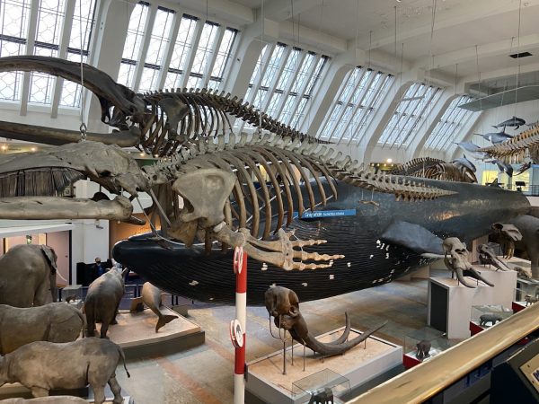 The Natural History Museum