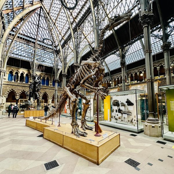 The Pitt Rivers Museum