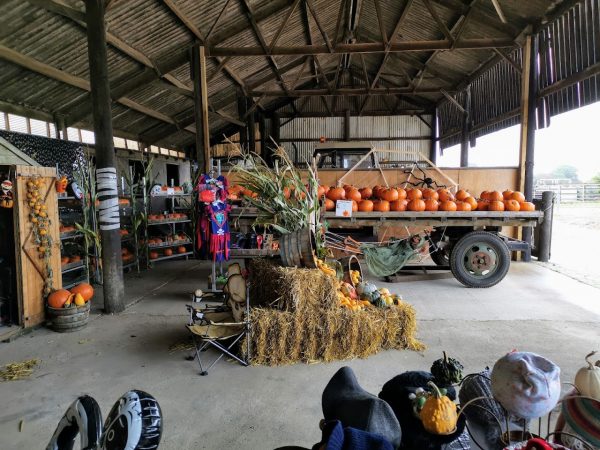 The Pumpkin Patch at Bewholme