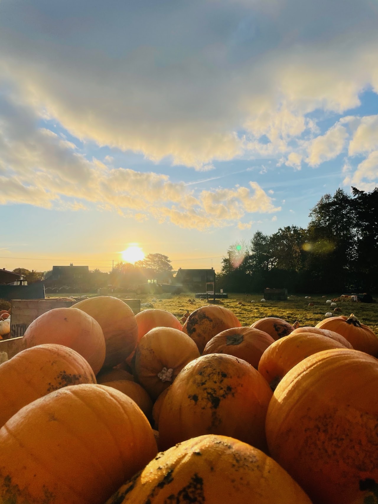 The Pumpkin Patch East Bergholt