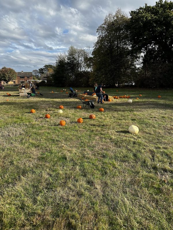 The Pumpkin Patch East Bergholt