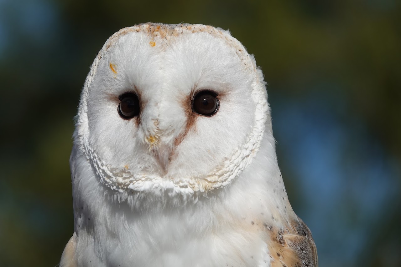 The Raptor Foundation