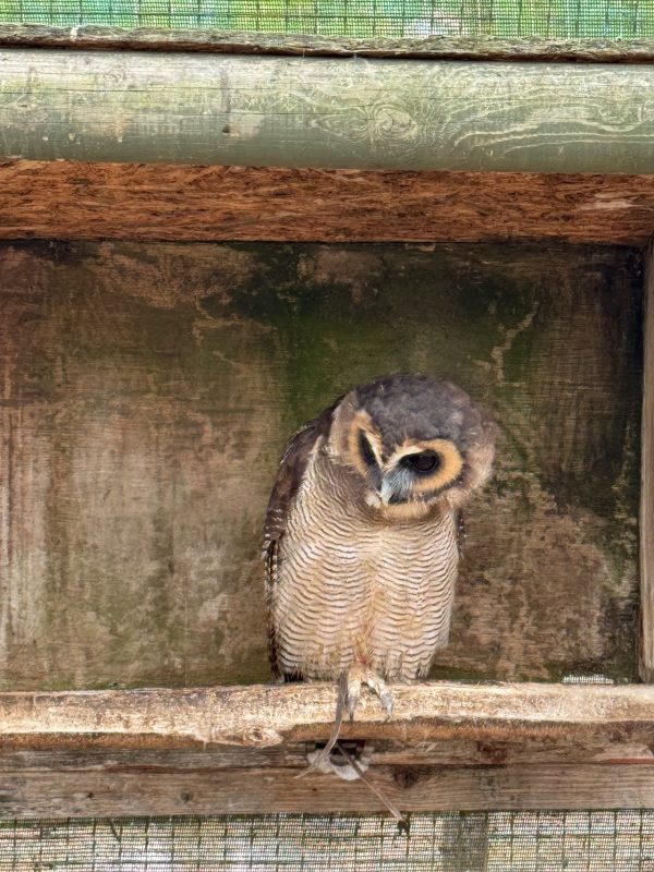 The Raptor Foundation