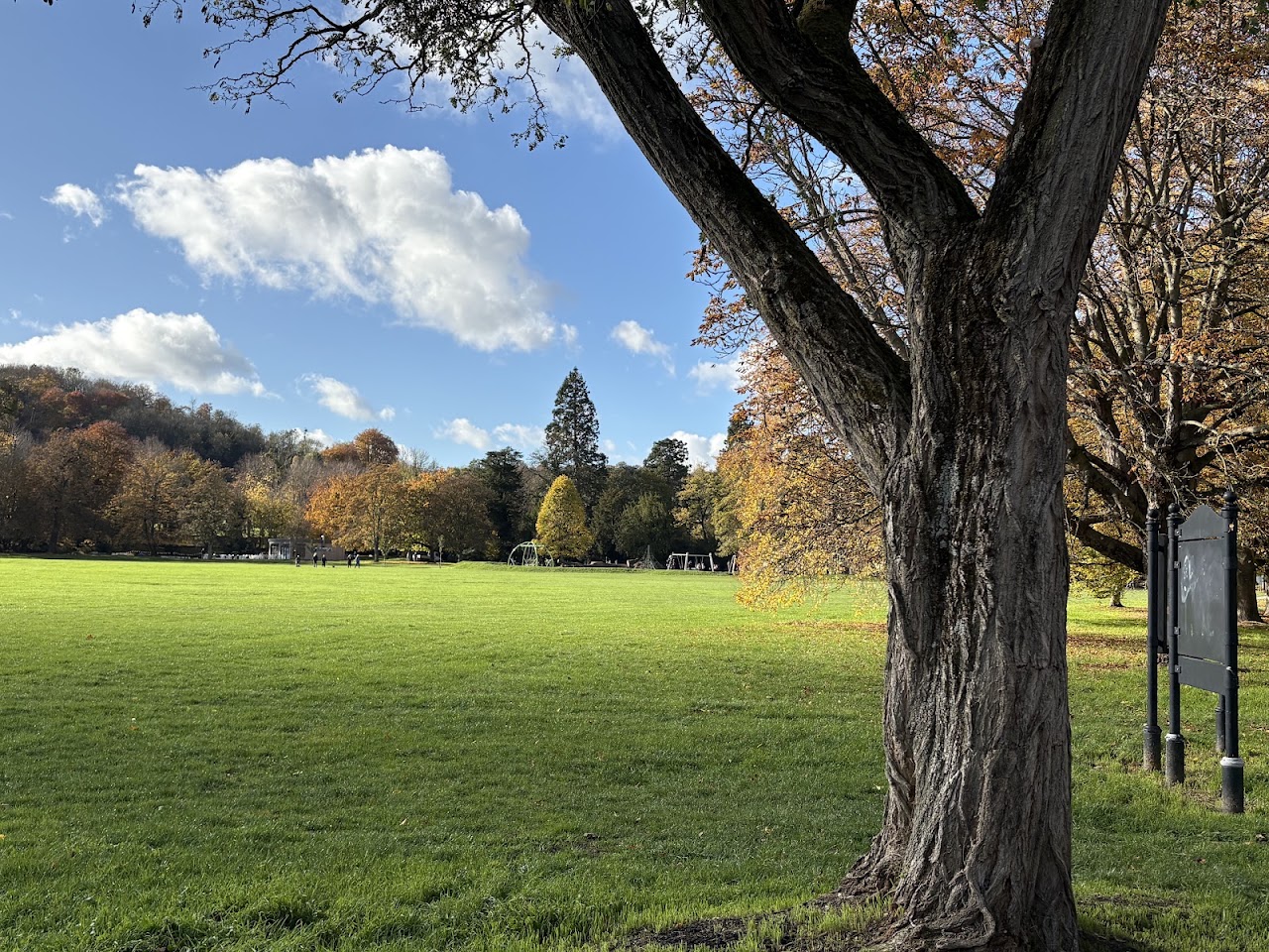 The Rye