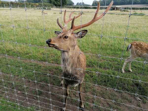 The Scottish Deer Centre
